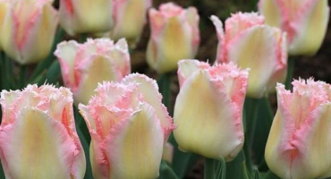 Jak a jak zpracovat tulipány před výsadbou na podzim a zda je nutné to udělat